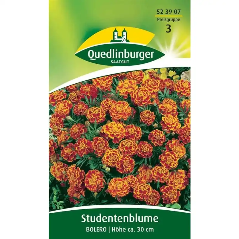 Abverkauf Studentenblume, Bolero